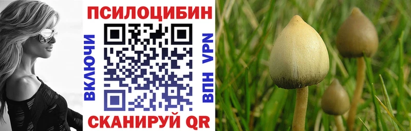 darknet Telegram Цоци-Юрт Псилоцибиновые грибы GOLDEN TEACHER где найти